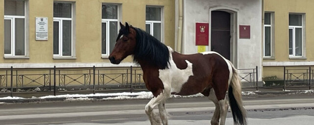 В Смоленске жители заметили на дорогах сбежавшего коня